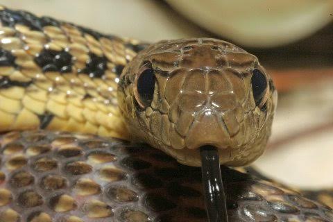 At one year of age this juvenile Santa Cruz gopher snake had attained am 18 inch length.