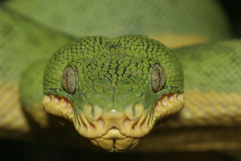 Temperature sensitive labial pits assist the Amazon Basin emerald tree boa in locating endothermic prey.