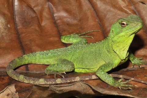 Adult female Amazon Forest Dragon