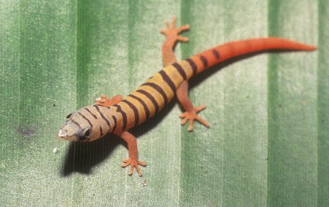 At hatching ashy geckos are more brightly colored than at any other point in their lives.