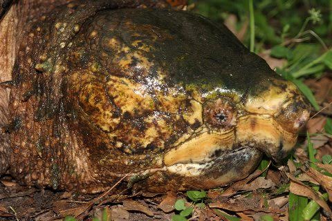 A portrait of a 100+ pound Alligator snapper from the Suwannee River drainage.