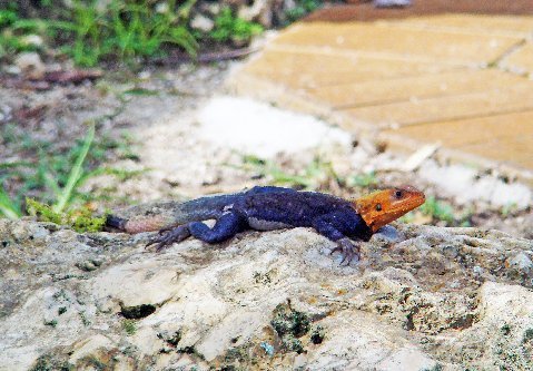 A beautiful male red-headed agama at Fairchild Gardens in Miami.