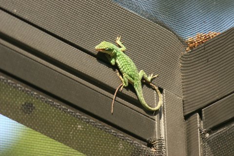 A female Green Anole on our screened deck