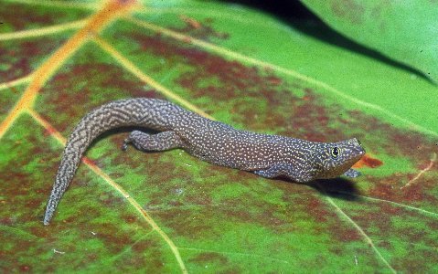 Adult Ashy Gecko