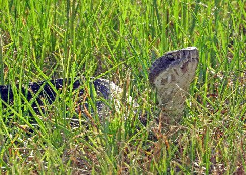 It was basking time for this hefty Florida cottonmouth.