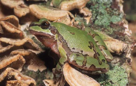 A seldom seen hylid, The Arizona treefrog.