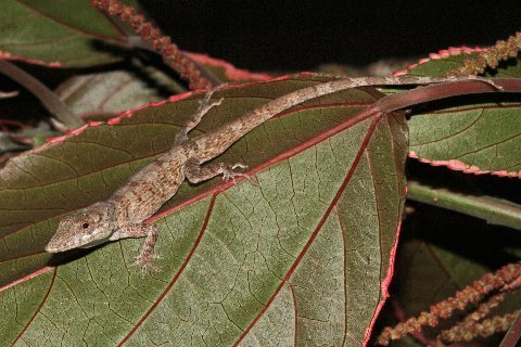 Twig or Ghost Anole