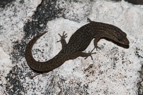 Bimini Reef Gecko