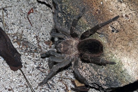 Bahaman Tarantula