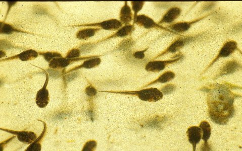 Cuban treefrog tadpoles