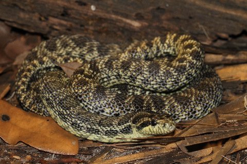 A three-year-old Bulgarian rat snake