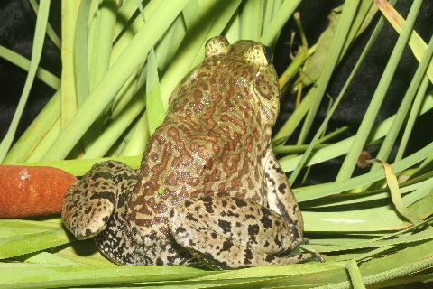 North America's largest frog, the Bullfrog.