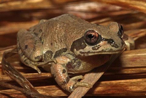 Strecker's chorus frog is usually of some shade of brown but may rarely assume a green ground color.