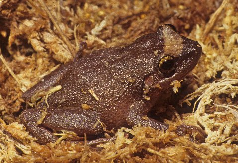 This is a typically colored coqui.
