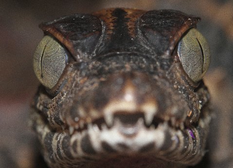  I would call this an intent look! Juvenile smooth-fronted caiman.