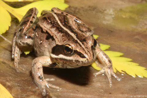 Dorsal aspect of the 'Rocky Mountain' wood frog.