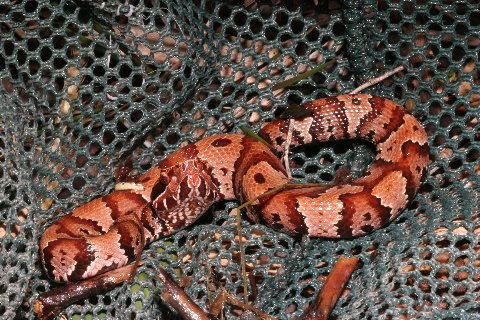 Caution! This beautiful neonate cottonmouth was in a net-full of aquatic vegetation. 