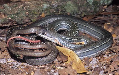 An adult Schott's whip snake.