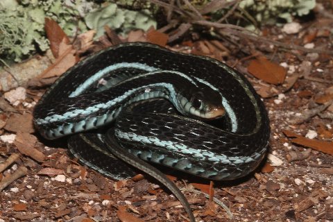 Blue-striped Garter Snakes, Thamnophis sirtalis similis, were actively consuming freshly killed anurans from the road