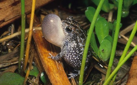 Choruses of Oak Toads, Bufo quercicus, were almost deafening