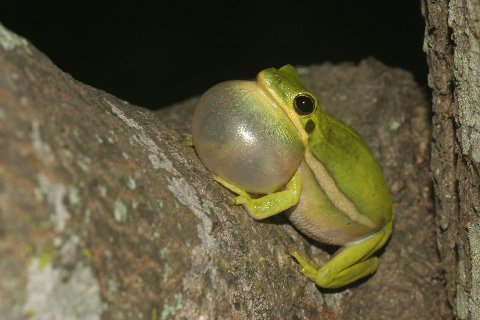 Vast numbers of Green Treefrogs, Hyla cinerea, were vocalizing