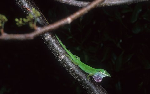 Pink throated Green Anole, Sanibel Island, FL