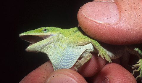 Pale throated Green Anole, Sanibel Island, FL