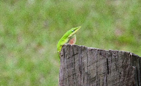 Green Anole with a throat of intermediate color, Oscar Scherer SP, FL