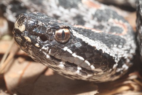 Note the very visible loreal pit of this, the dusky pygmy rattlesnake.