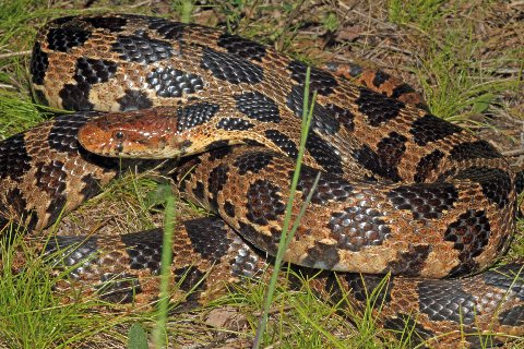 This Eastern Fox Snake was basking near some gigantic boulders.