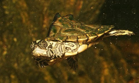 This is a hatchling Escambia map turtle.