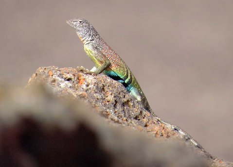 A male Southwestern Earless Lizard basks in the morning sunlight.