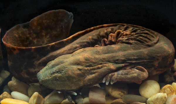 Eastern hellbender