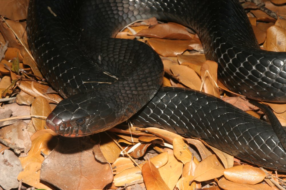 Florida Eastern Indigo Snakes