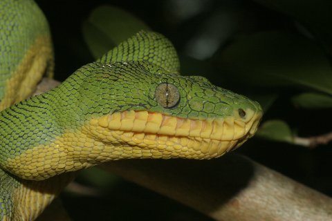 Facial aspect of an adult Basin Emerald Tree Boa. 