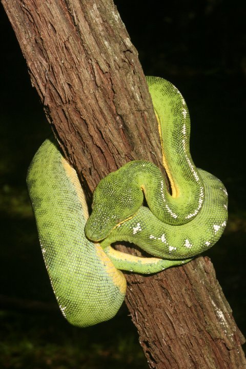 We haven't found one yet! Basin Emerald Tree Boa. 