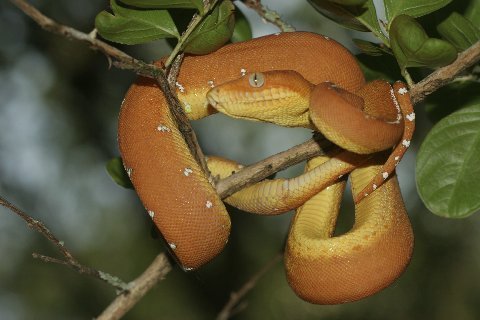 A neonate Basin Emerald Tree Boa 