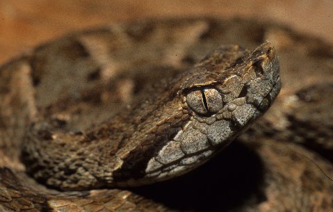 This is a neonate fer-de-lance.