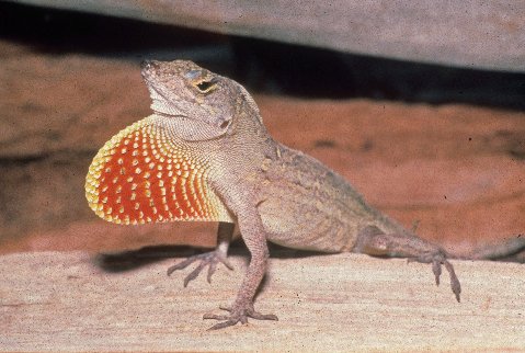 Male brown anoles have a  cream or yellow edged red dewlap.