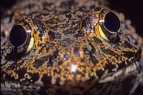 Nose to nose with a Florida gopher frog.