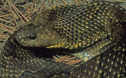   A spread hood enhances the sinister demeanor of the giant false viper.