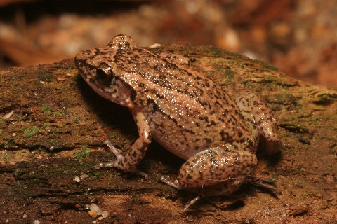 Both striping and reticulations are apparent on this individual.