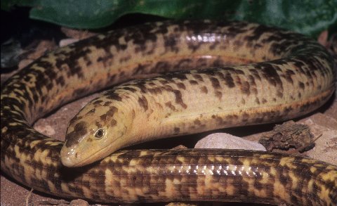 This adult giant glass lizard is more prettily marked than most.