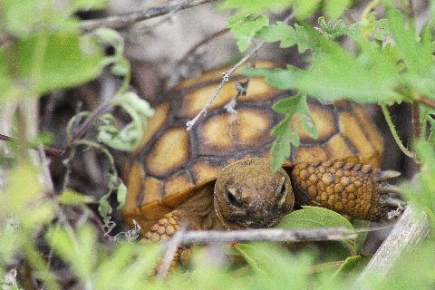 As we watched this post-hatchling gopher tortoise browsed on many plant species.