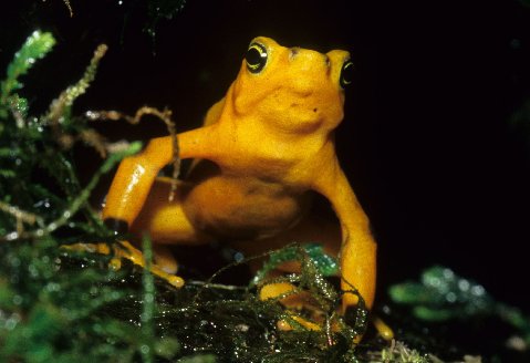 A beautiful Panamanian Golden Frog at the National Aquarium in Baltimore. 