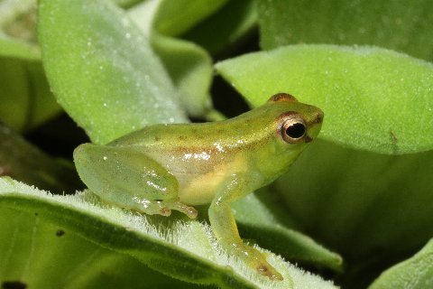 Pygmy hatchet-faced treefrog, Sphaenorhynchus carneus. "Baby Bear"