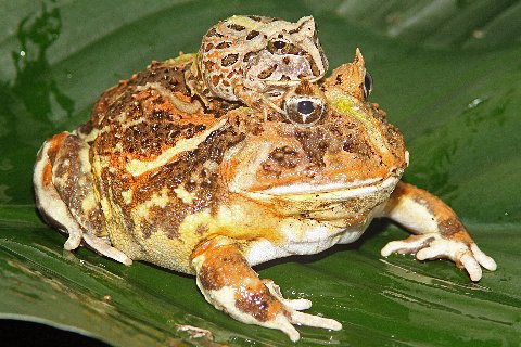 Brazilian horned frog care cheap