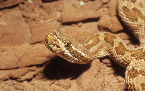 Call it what you choose, this population contains some of our prettiest rattlesnakes.