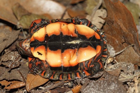 The plastron of a hatchling Guatemalan (painted) wood turtle