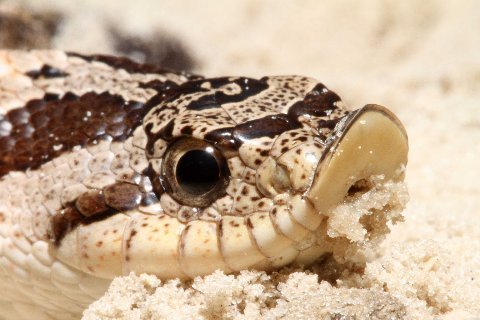 Facial aspect of adult Southern Hog-nosed Snake